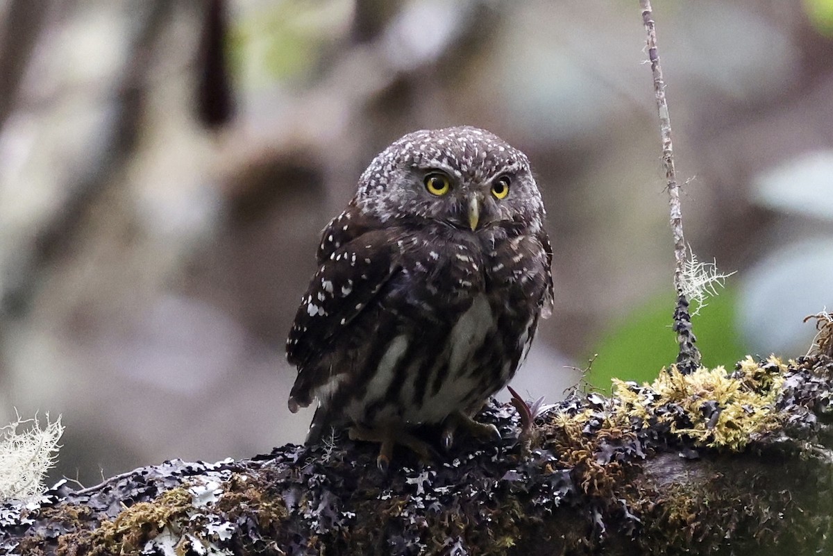 Yungas Pygmy-Owl - ML610380488