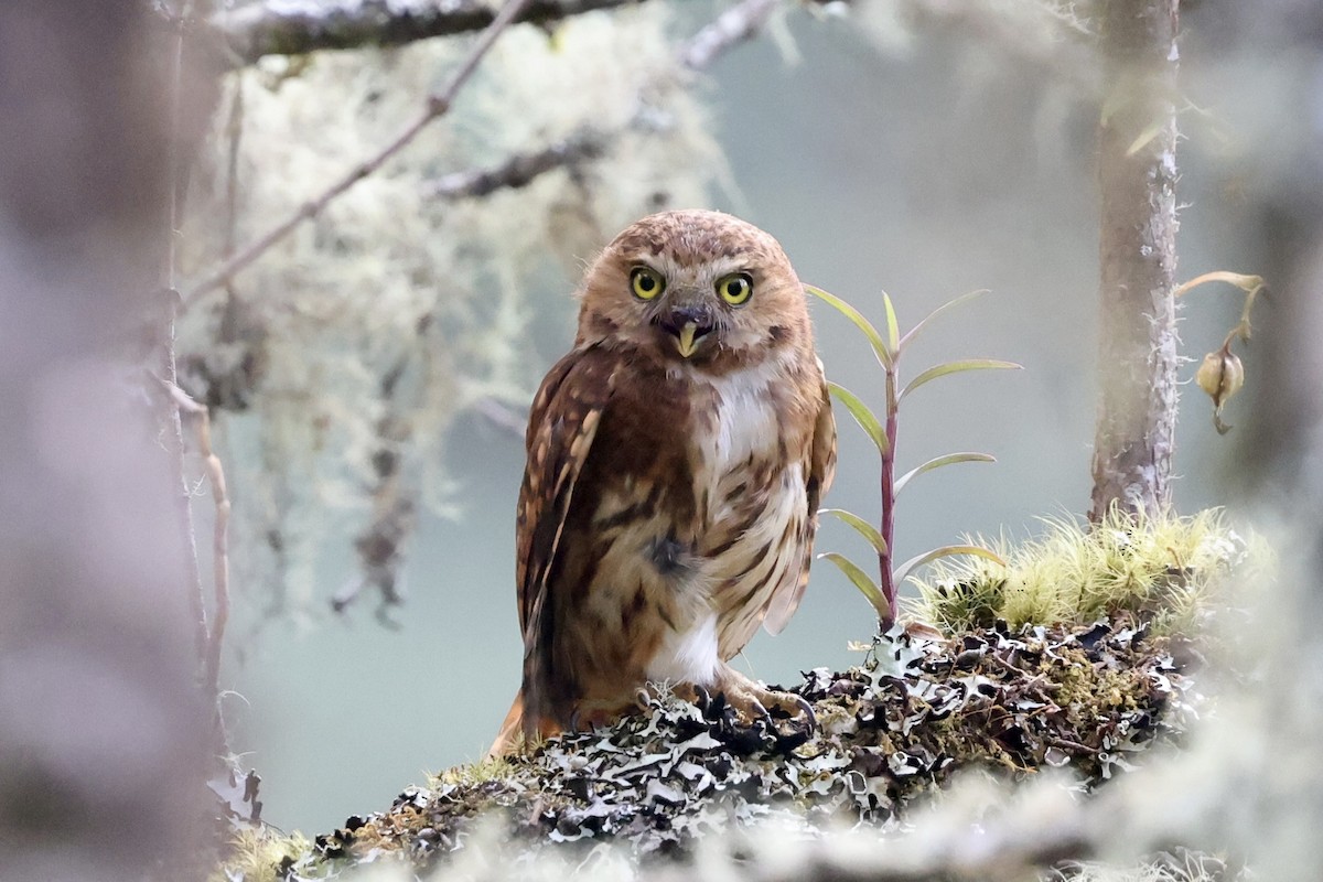 Yungas Pygmy-Owl - ML610380494