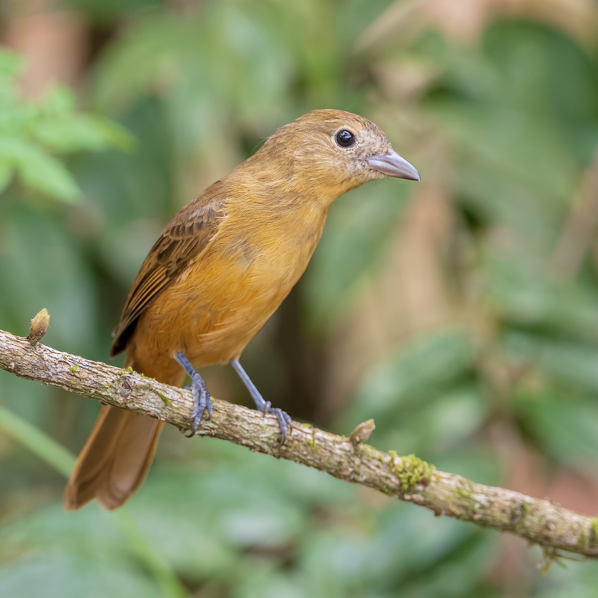 Flame-crested Tanager - ML610380725