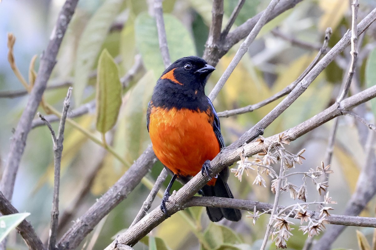 Scarlet-bellied Mountain Tanager - ML610380838