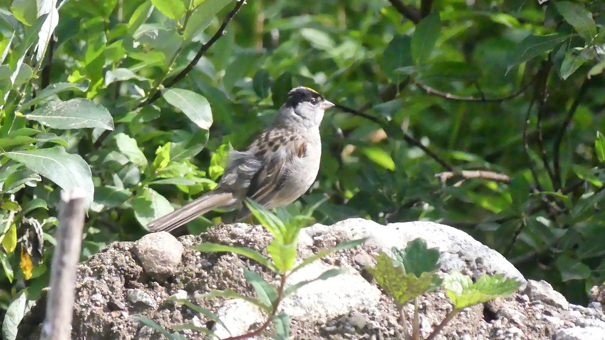 Golden-crowned Sparrow - Ann Kovich