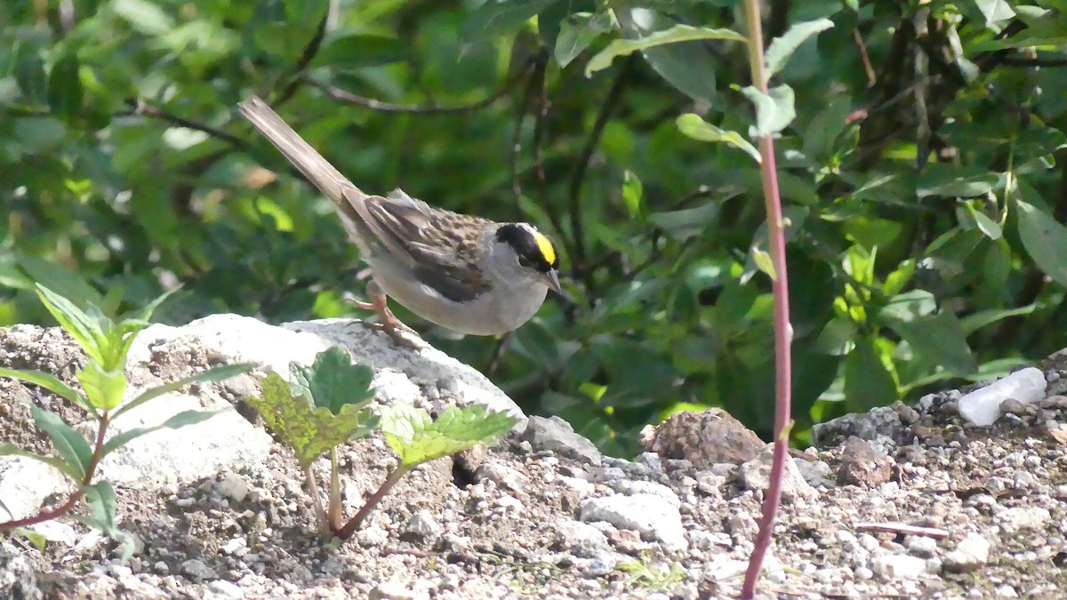 Golden-crowned Sparrow - Ann Kovich