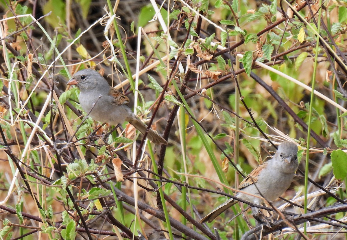Black-chinned Sparrow - ML610381029
