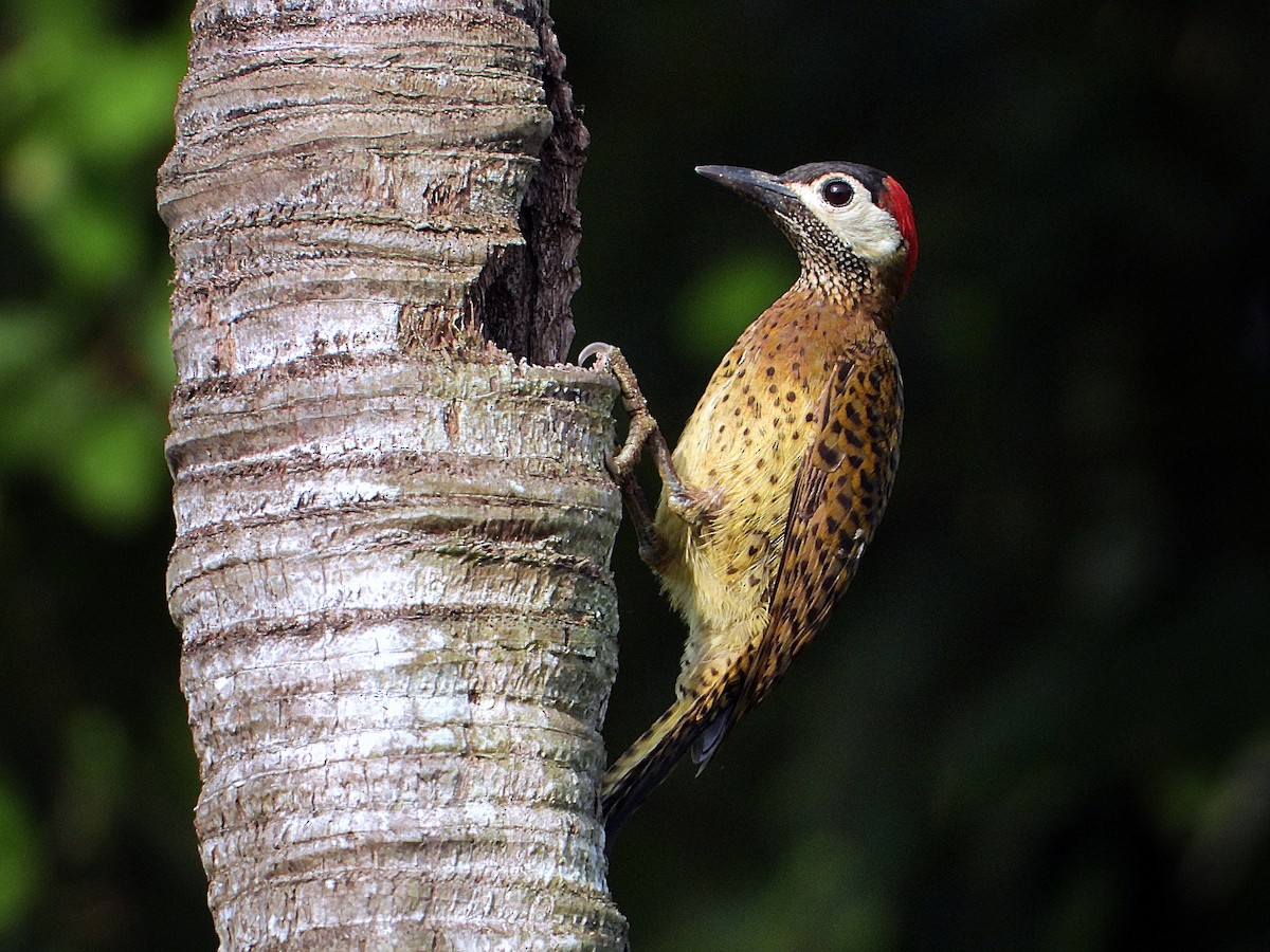Spot-breasted Woodpecker - Glauko Corrêa