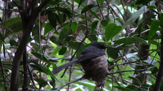 White-throated Fantail - ML610381810