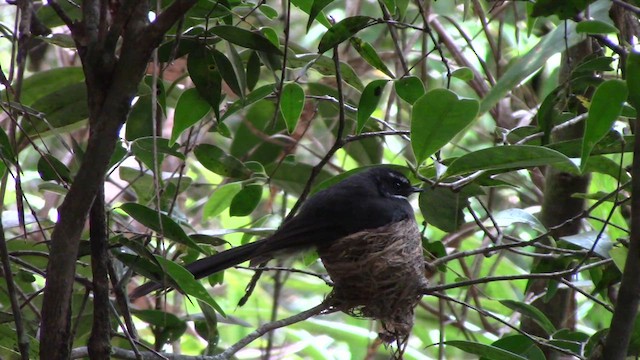 White-throated Fantail - ML610381814