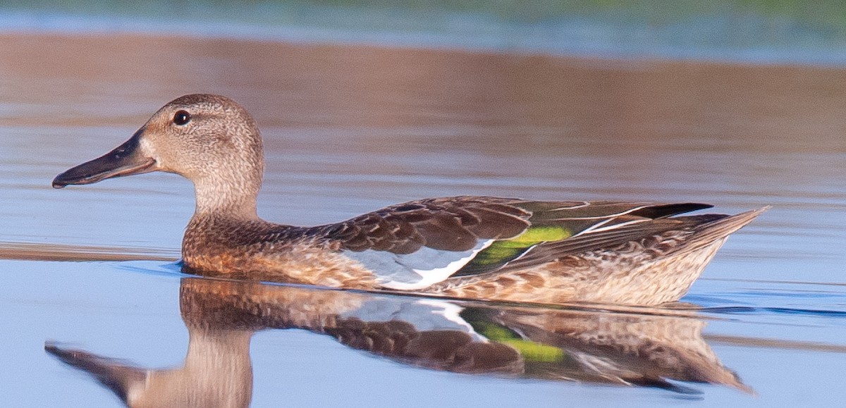 Blue-winged Teal - ML610382122