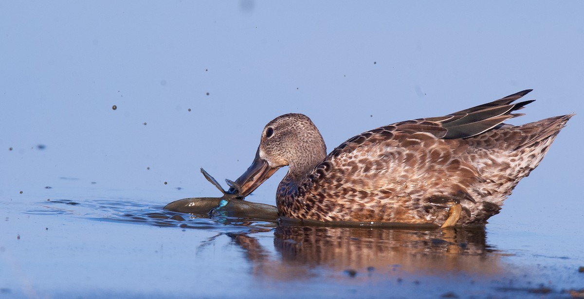 Blue-winged Teal - ML610382124