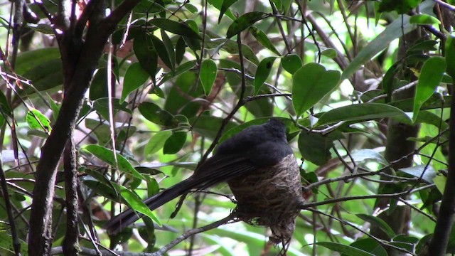 White-throated Fantail - ML610382238