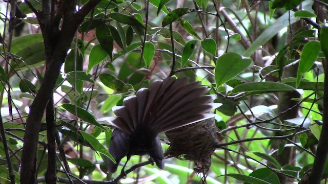 White-throated Fantail - ML610382484