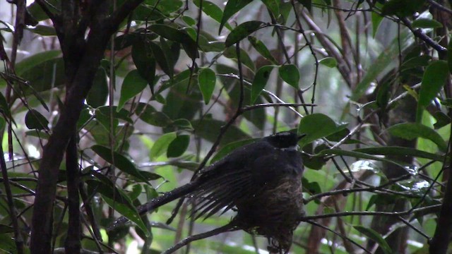 White-throated Fantail - ML610382492