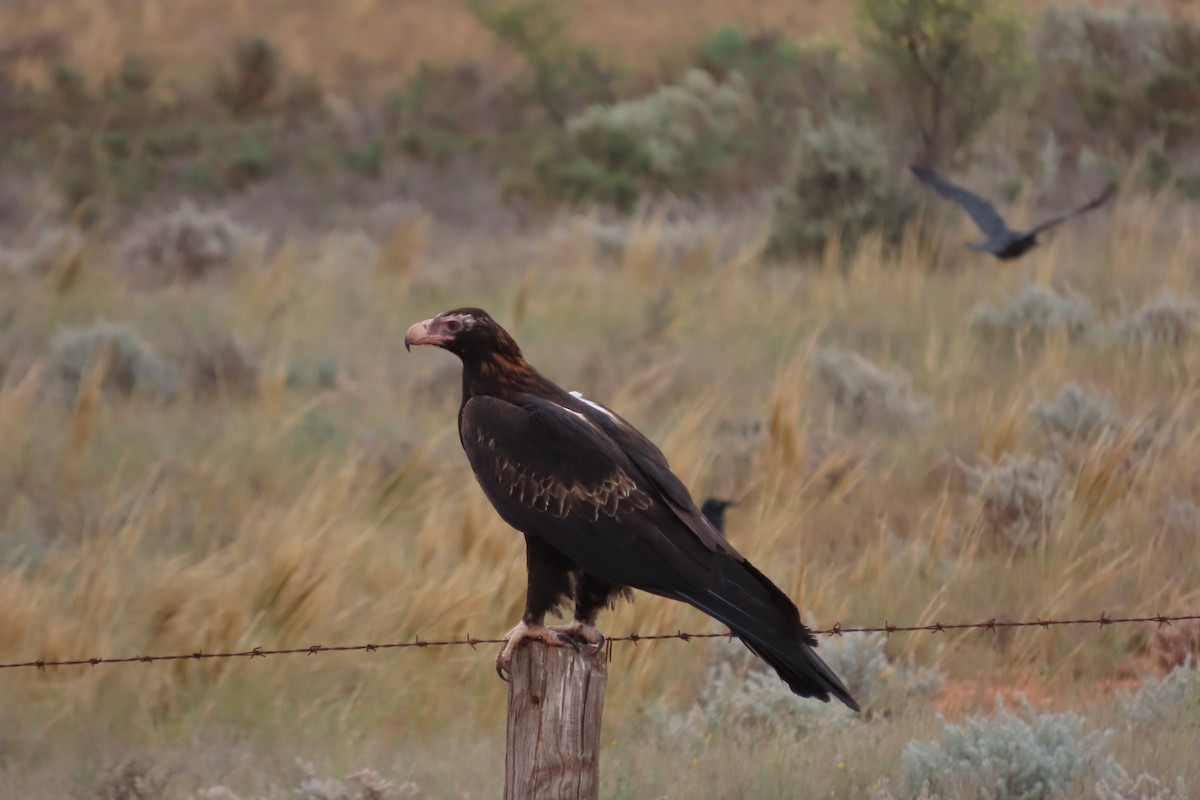 Wedge-tailed Eagle - ML610382795
