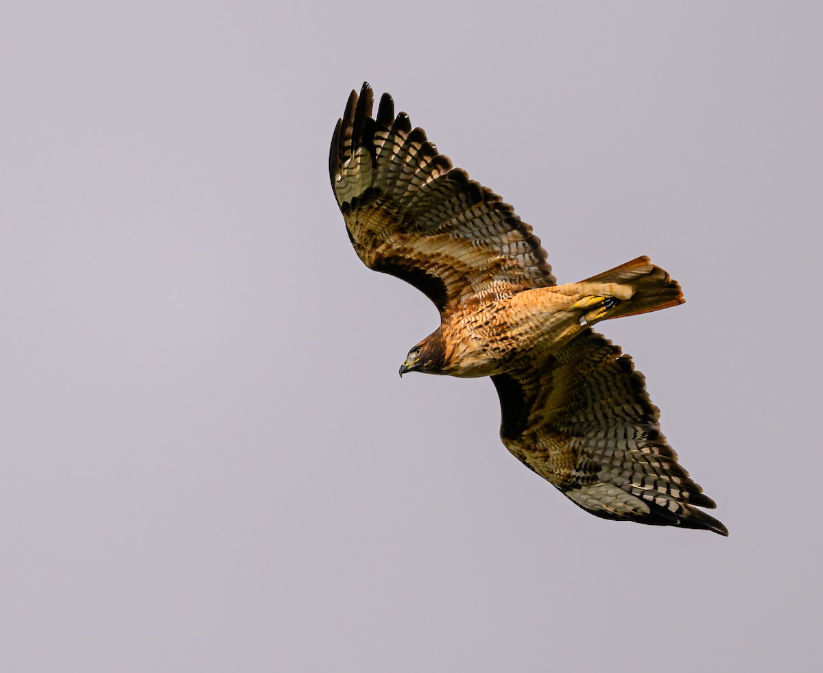 Red-tailed Hawk - ML610382901