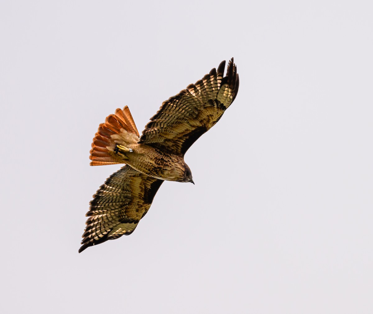 Red-tailed Hawk - ML610382902