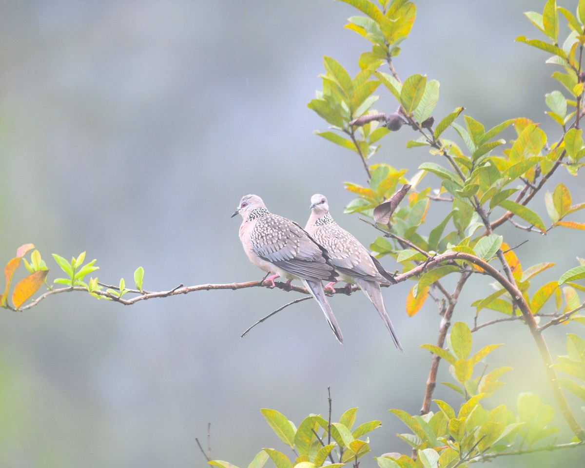 Spotted Dove - ML610383147