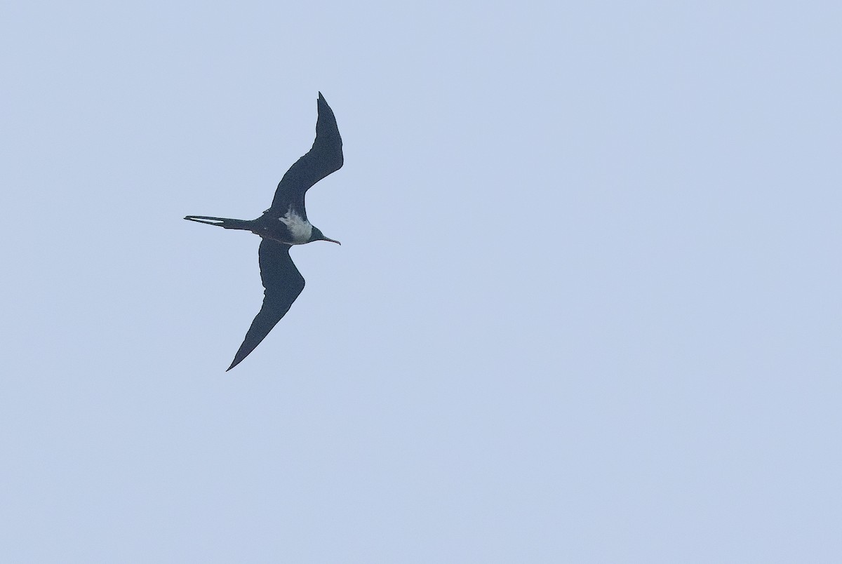 Lesser Frigatebird (Lesser) - ML610383256