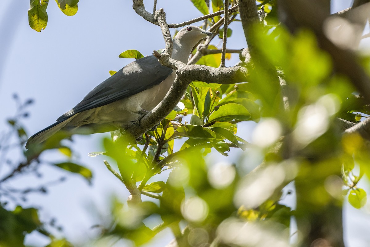 Gray Imperial-Pigeon - ML610383711