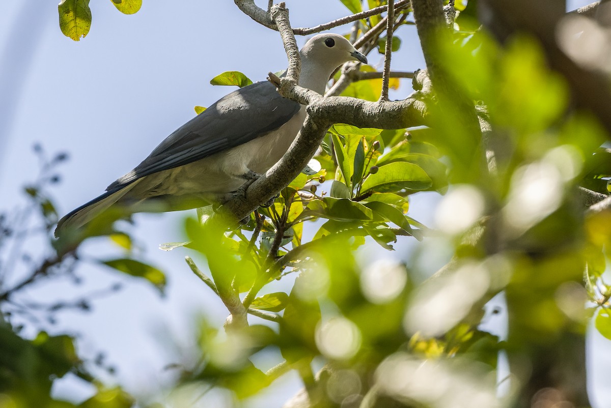 Gray Imperial-Pigeon - ML610383712