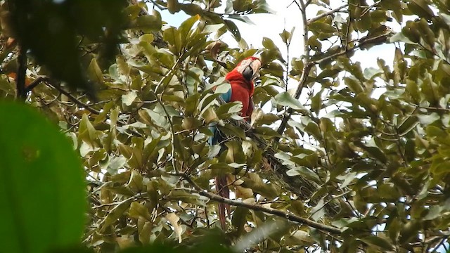 Red-and-green Macaw - ML610383850