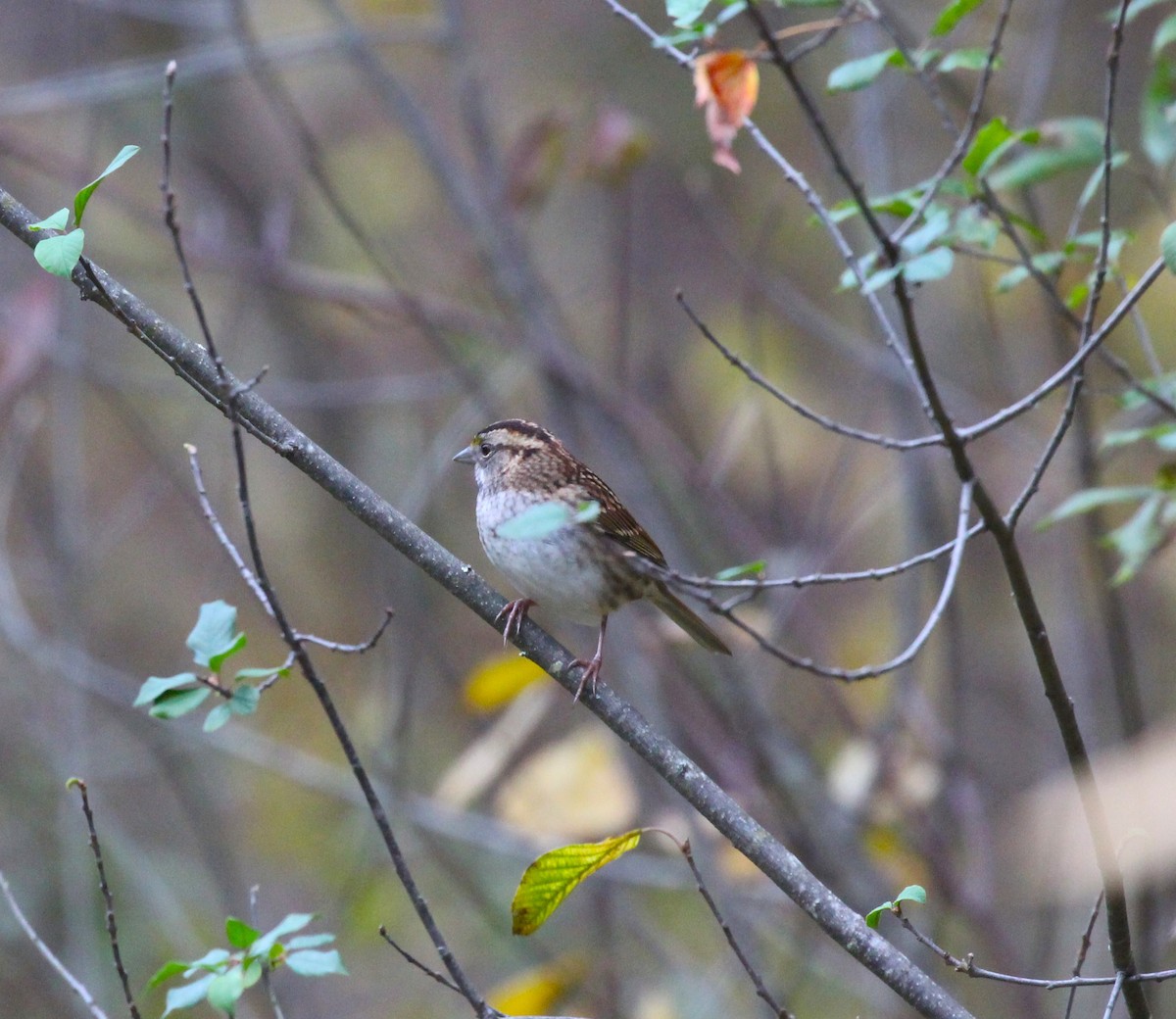 White-throated Sparrow - ML610383987