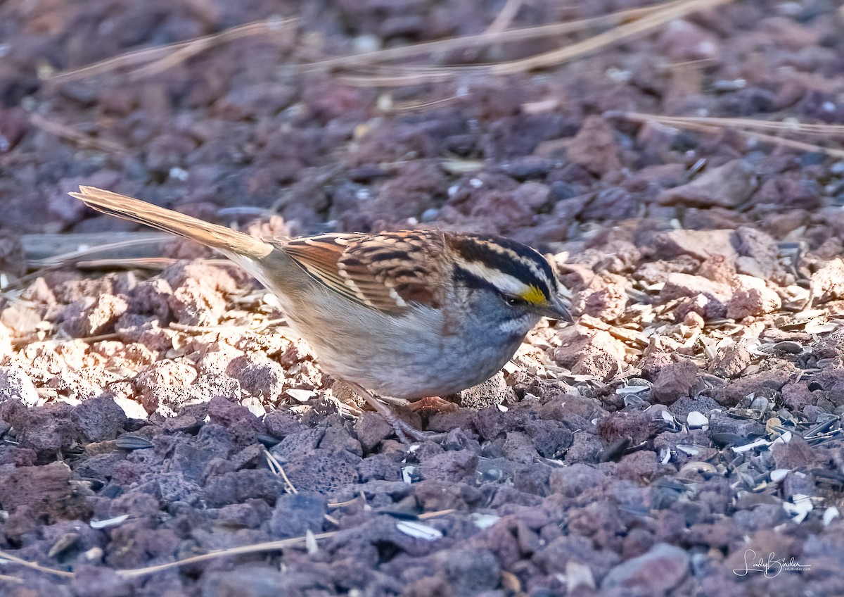 White-throated Sparrow - ML610384194