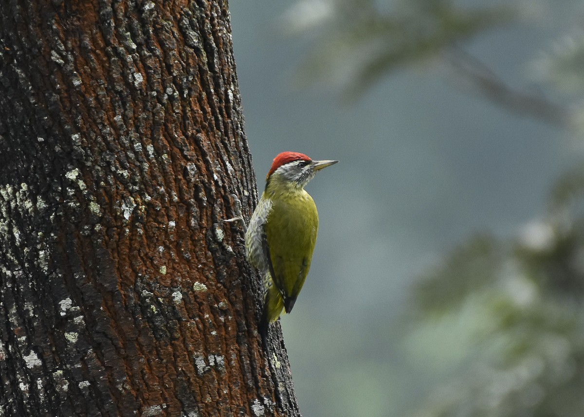 Streak-throated Woodpecker - Sabarish  D