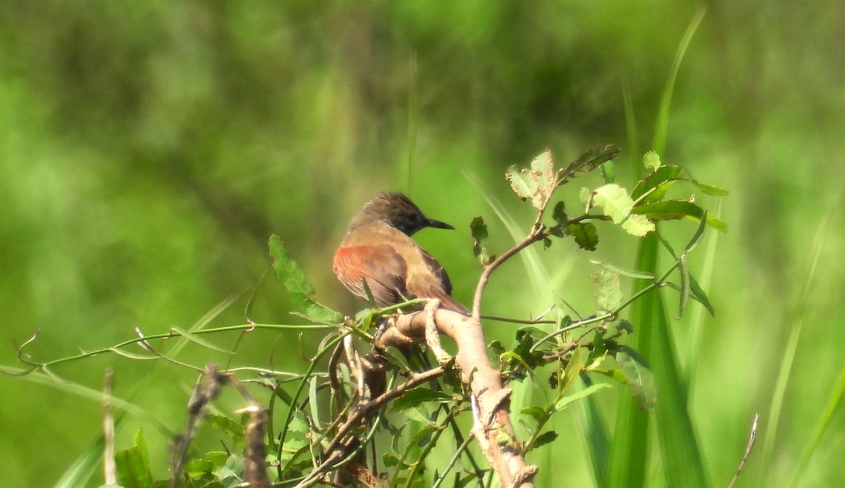White-bellied Spinetail - ML610384828