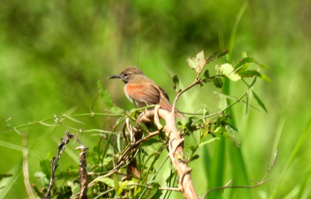 White-bellied Spinetail - ML610384829