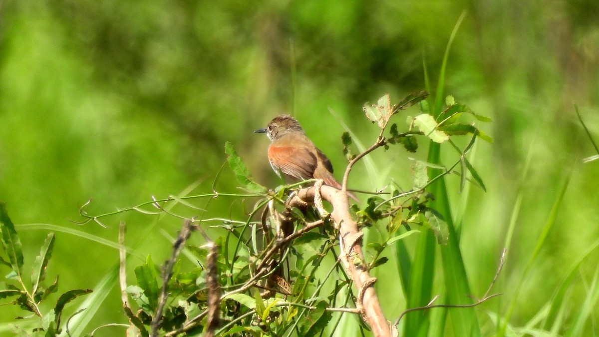 White-bellied Spinetail - ML610384830