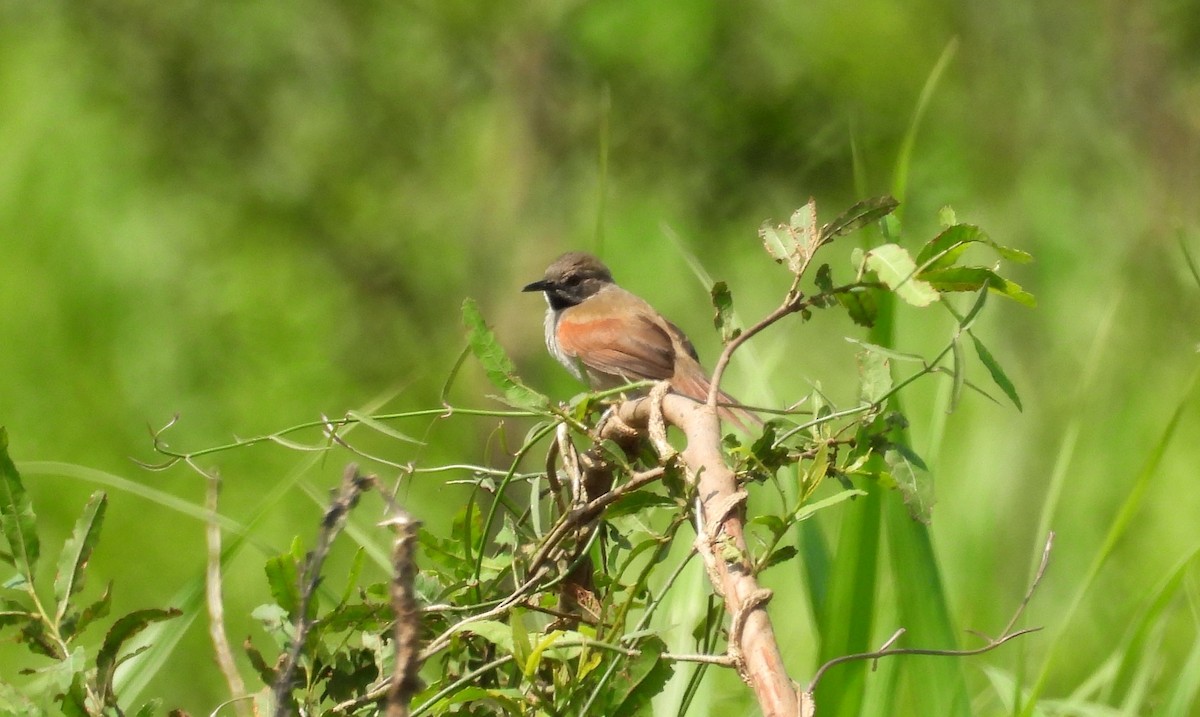 White-bellied Spinetail - ML610384831