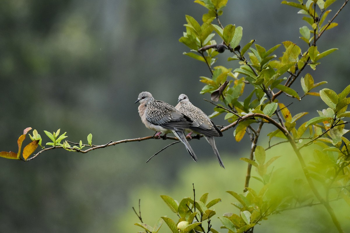Spotted Dove - ML610384856