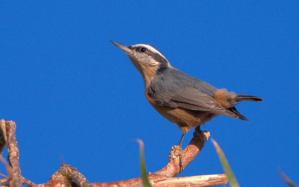 Red-breasted Nuthatch - ML610384876