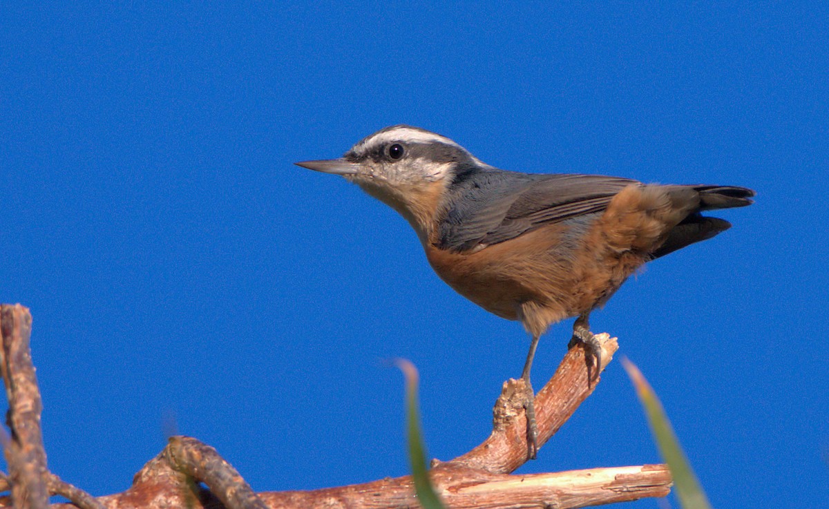 Red-breasted Nuthatch - ML610385005