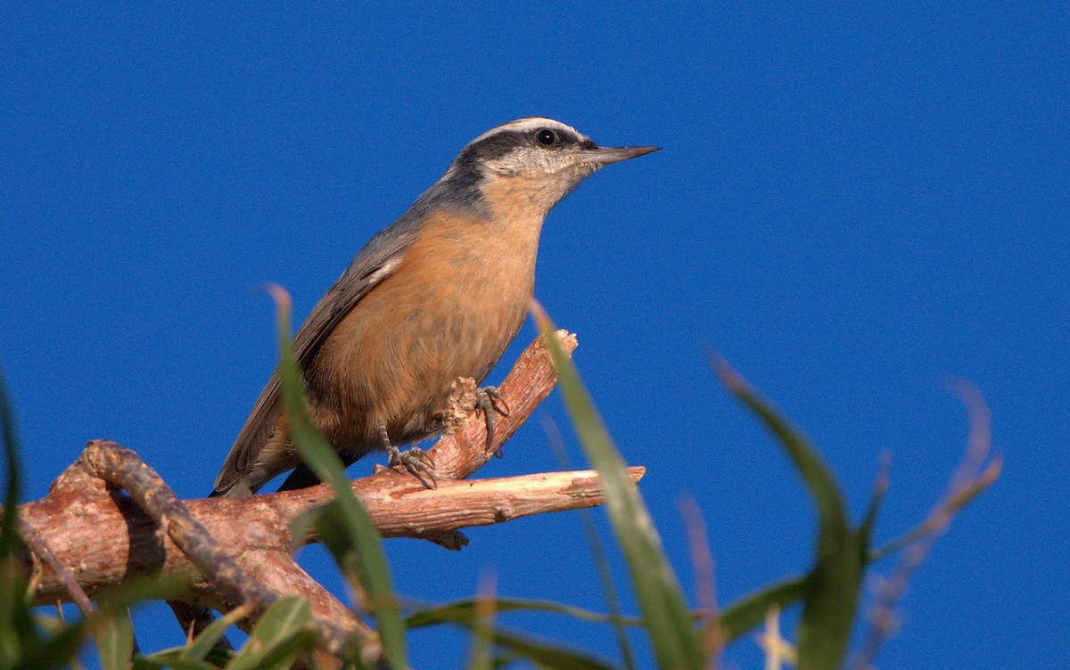 Red-breasted Nuthatch - ML610385009