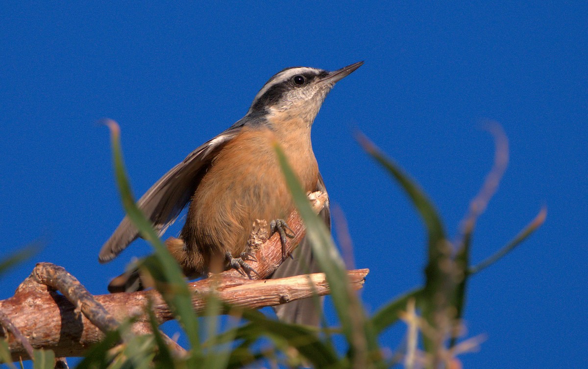 Red-breasted Nuthatch - ML610385010