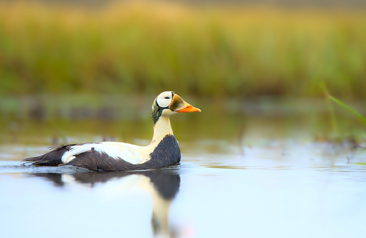 Spectacled Eider - Andy Bankert