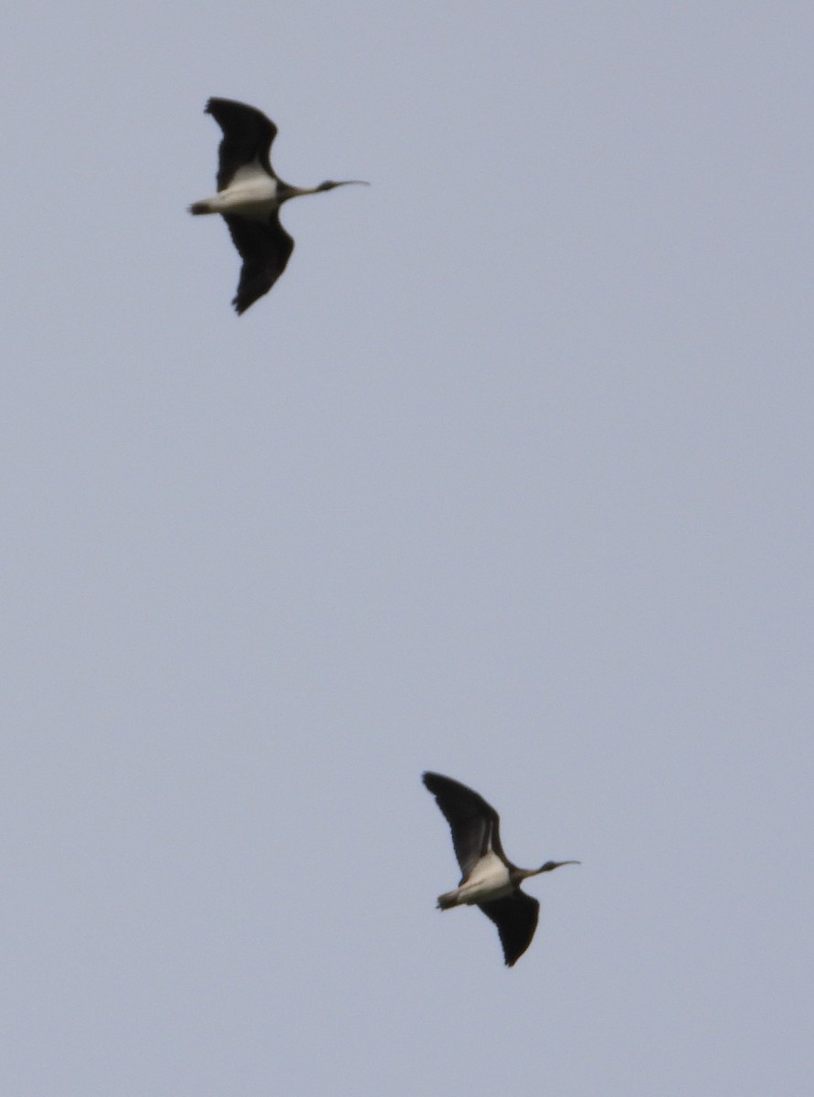ibis slámokrký - ML610385995