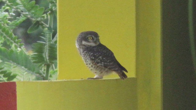 Spotted Owlet - ML610386073