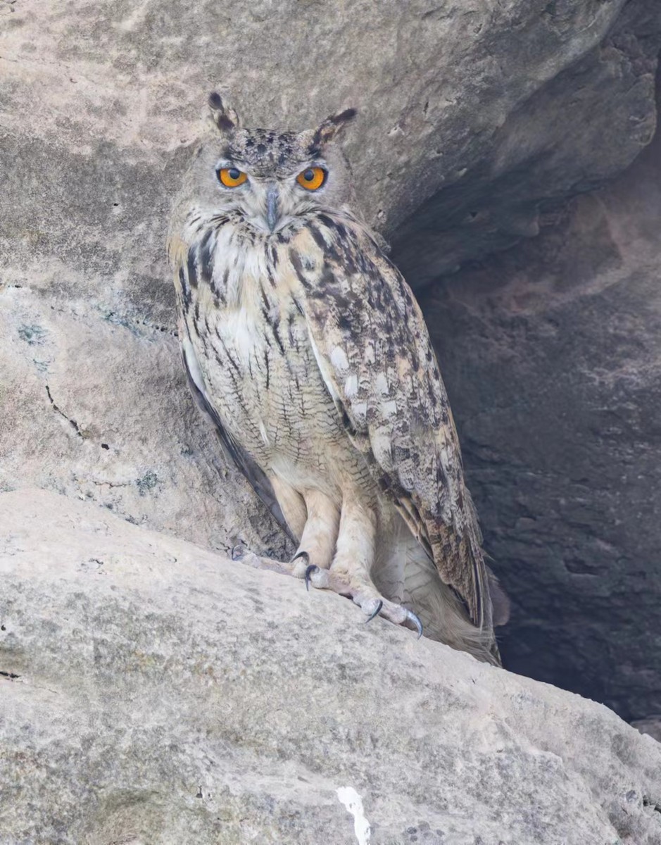 Eurasian Eagle-Owl - ML610386088