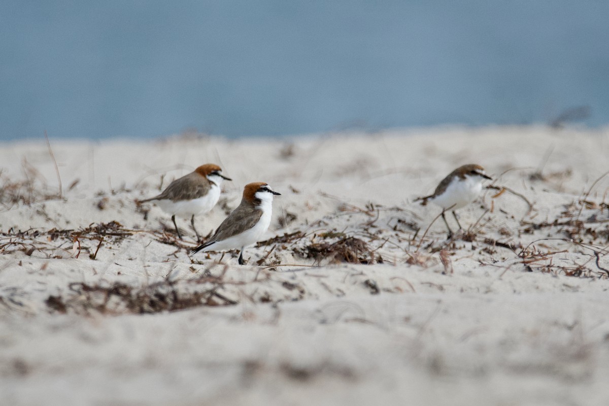 Red-capped Plover - ML610386151