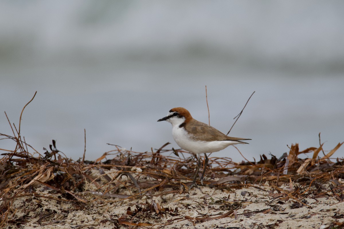 Red-capped Plover - ML610386156