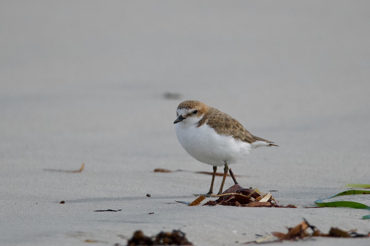 Red-capped Plover - ML610386160