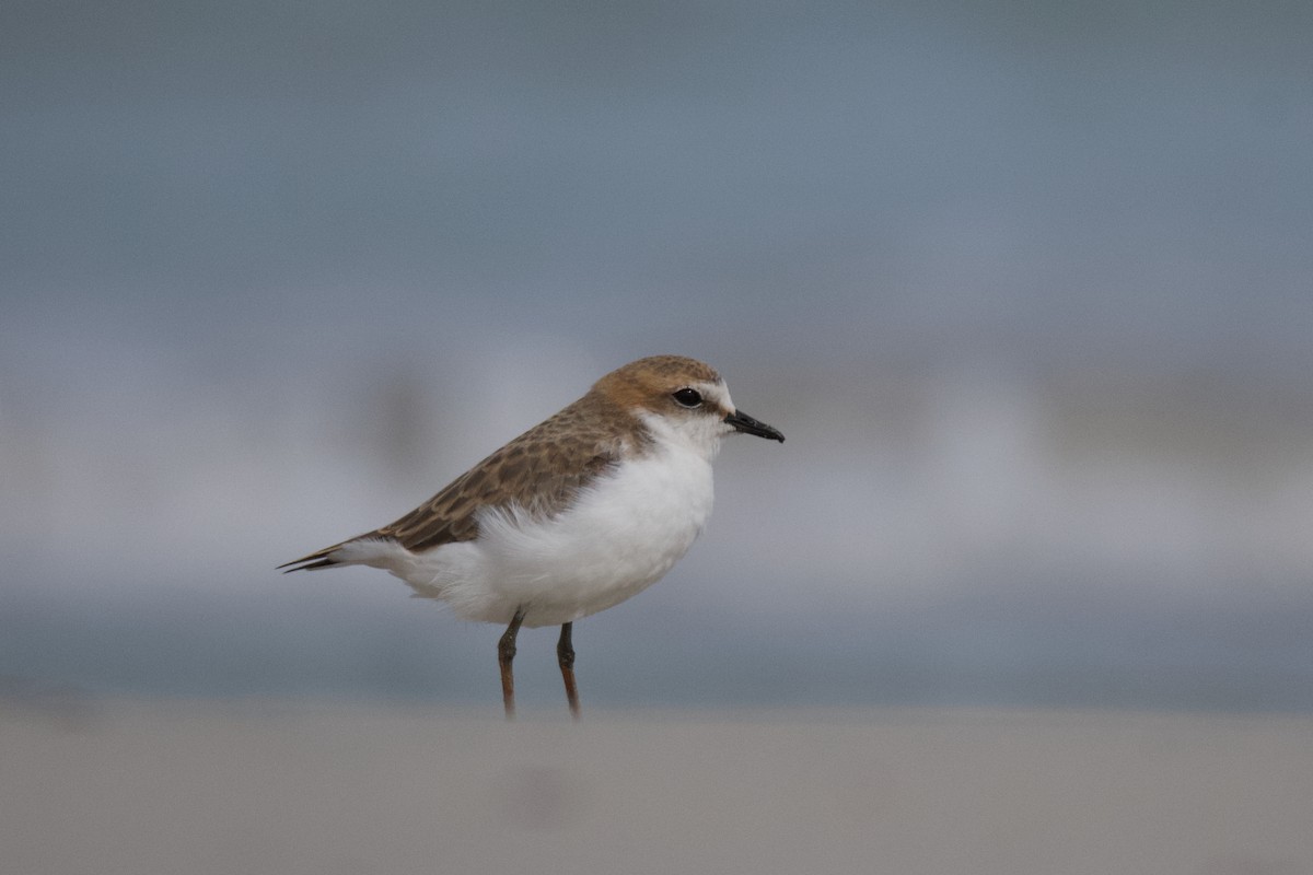 Red-capped Plover - ML610386163