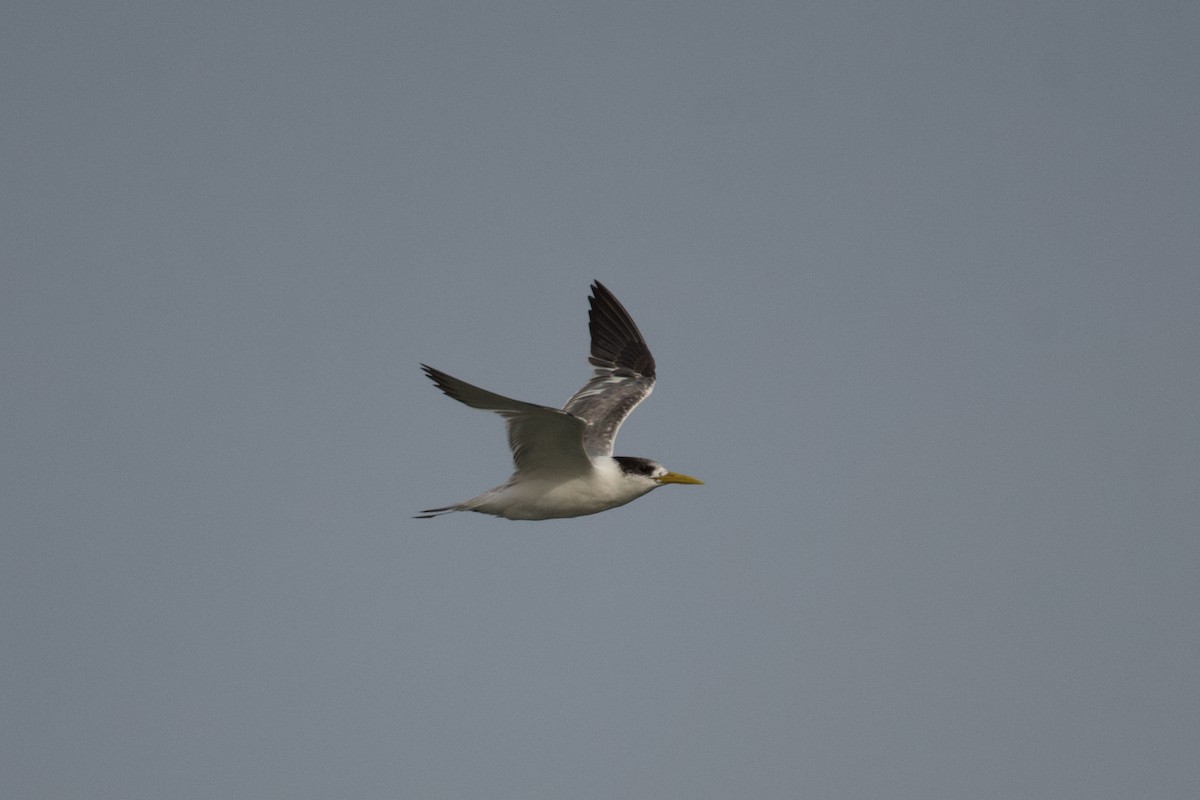 Great Crested Tern - ML610386169