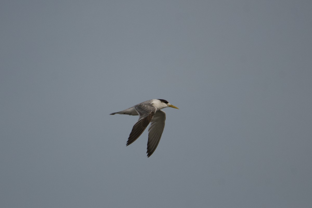Great Crested Tern - ML610386170