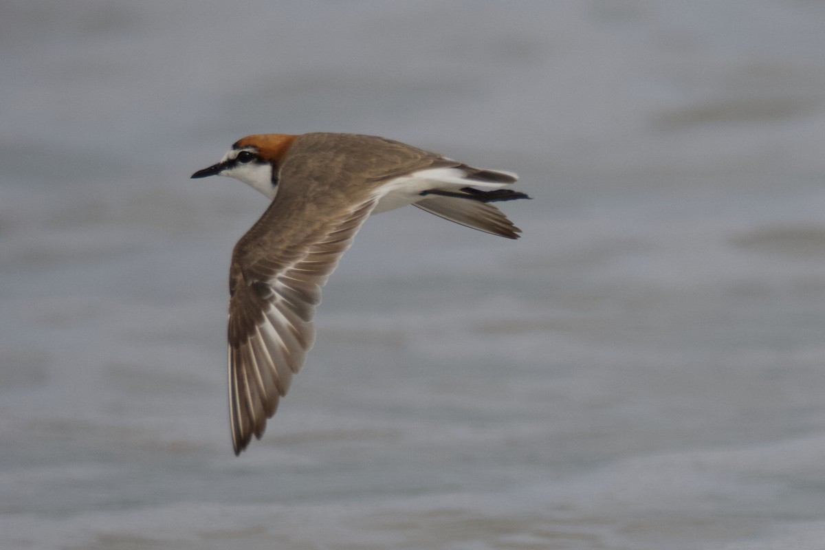 Red-capped Plover - ML610386218