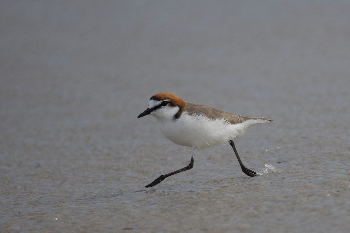 Red-capped Plover - ML610386297