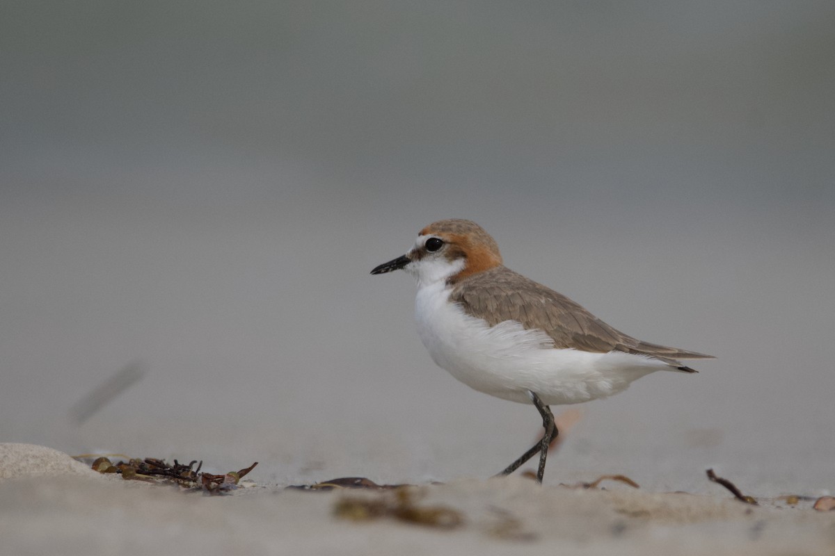Red-capped Plover - ML610386310