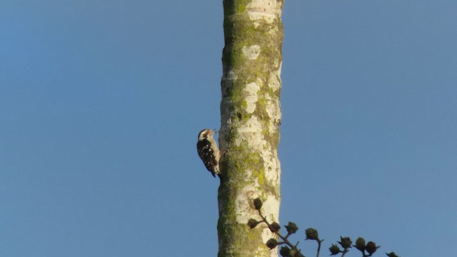Brown-capped Pygmy Woodpecker - ML610386352