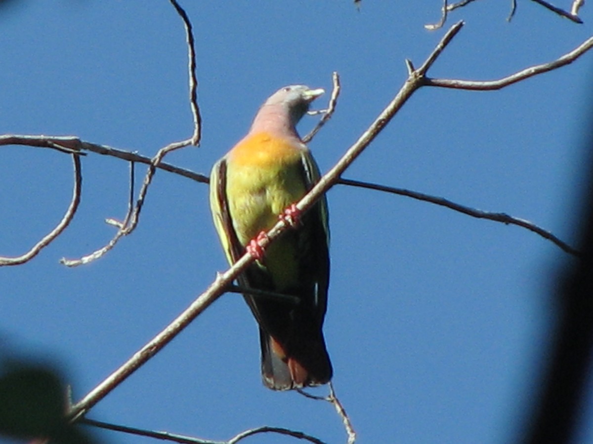 Pink-necked Green-Pigeon - ML610386833